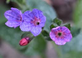 Attēlu rezultāti vaicājumam “Pulmonaria officinalis”