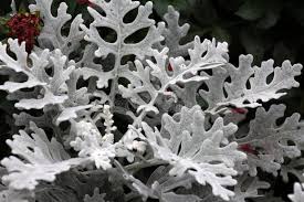 Image result for Cineraria maritima