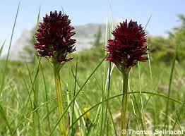 Image result for Männertreu