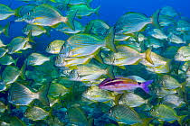 Image result for Rhabdosargus holubi