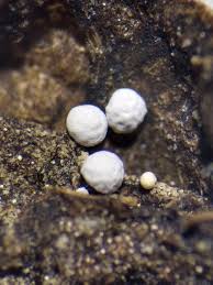 Attēlu rezultāti vaicājumam “Didymium melanospermum spores”