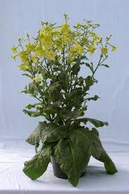 Image result for Nicotiana x sanderae `Perfume`F1