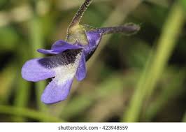 Attēlu rezultāti vaicājumam “Pinguicula vulgaris flower”