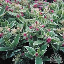 Image result for Pulmonaria Silverado