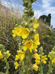 Attēlu rezultāti vaicājumam “Verbascum densiflorum leaf”