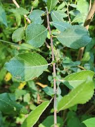 Attēlu rezultāti vaicājumam “Salix cinerea”