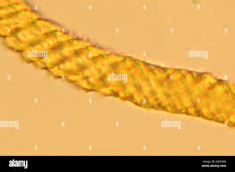 Attēlu rezultāti vaicājumam “Oligonema favogineum”