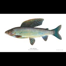 Image result for Thymallus thymallus