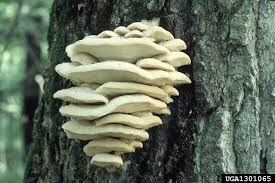 Attēlu rezultāti vaicājumam “Climacodon septentrionalis”