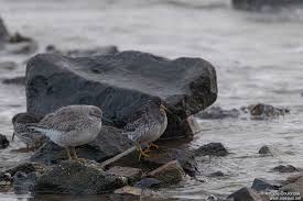 Attēlu rezultāti vaicājumam “Calidris maritima adult”