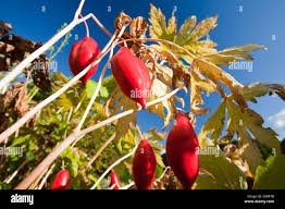 Attēlu rezultāti vaicājumam “Podophyllum hexandrum fruit”