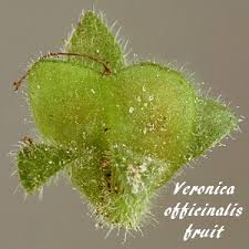 Attēlu rezultāti vaicājumam “Veronica officinalis fruit”