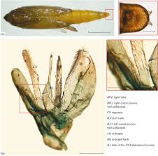 Attēlu rezultāti vaicājumam “Phyllonorycter apparella”