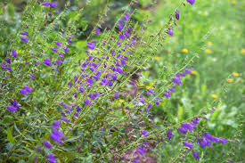 Image result for Campanula rapunculoides