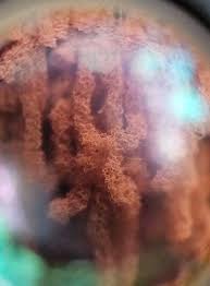 Attēlu rezultāti vaicājumam “Heterotrichia oerstedii (syn. Arcyria oerstedii)”