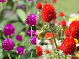 Image result for Kugelamarant