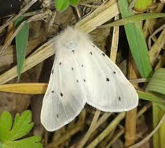 Attēlu rezultāti vaicājumam “Diaphora mendica”