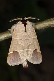 Attēlu rezultāti vaicājumam “Clostera curtula”
