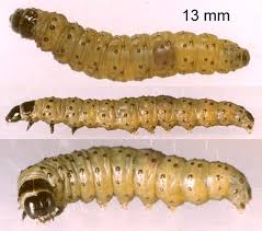 Attēlu rezultāti vaicājumam “Hedya nubiferana”