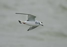 Attēlu rezultāti vaicājumam “Larus minutus adult”