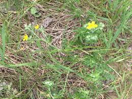 Attēlu rezultāti vaicājumam “Potentilla argentea bud”