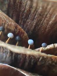 Attēlu rezultāti vaicājumam “Didymium bahiense”