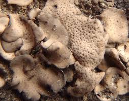 Attēlu rezultāti vaicājumam “Dermatocarpon miniatum”