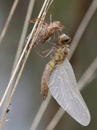 Attēlu rezultāti vaicājumam “Leucorrhinia rubicunda”