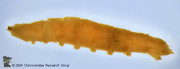 Attēlu rezultāti vaicājumam “Empididae”