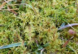 Attēlu rezultāti vaicājumam “Pleurozium schreberi”