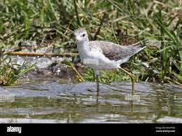 Attēlu rezultāti vaicājumam “Tringa stagnatilis adult”
