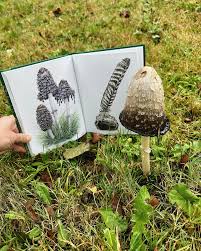 Attēlu rezultāti vaicājumam “Coprinus comatus”