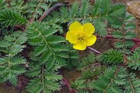 Image result for Potentilla anserina