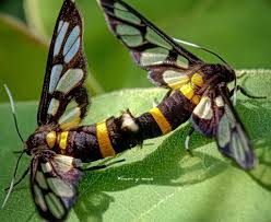 Attēlu rezultāti vaicājumam “Gynaephora selenitica larva”