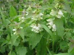 Attēlu rezultāti vaicājumam “Lamium album”