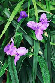 Attēlu rezultāti vaicājumam “Tradescantia virginiana”