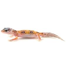 Image result for gravidity leopard gecko