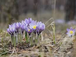 Attēlu rezultāti vaicājumam “Pulsatilla patens”