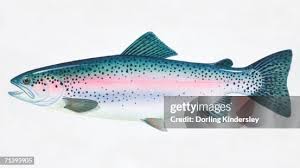 Image result for Oncorhynchus mykiss