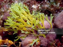 Attēlu rezultāti vaicājumam “Dictydiaethaliaceae”