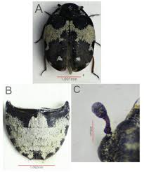 Attēlu rezultāti vaicājumam “Anthrenus sp.”