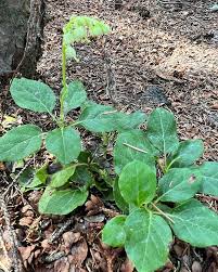 Attēlu rezultāti vaicājumam “Orthilia secunda fruit”