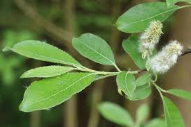 Attēlu rezultāti vaicājumam “Salix caprea leaf”
