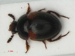 Attēlu rezultāti vaicājumam “Anisotoma humeralis”