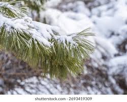 Attēlu rezultāti vaicājumam “Pinus sibirica”