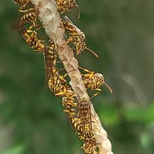 Attēlu rezultāti vaicājumam “Paradiacheopsis rigida macro”