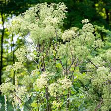Image result for Angelica archangelica