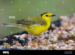 Image result for Wilsonia citrina