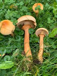 Attēlu rezultāti vaicājumam “Phaeolepiota aurea”