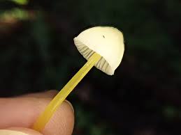 Attēlu rezultāti vaicājumam “Mycena epipterygia”